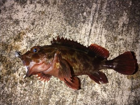 アジングでガシラ